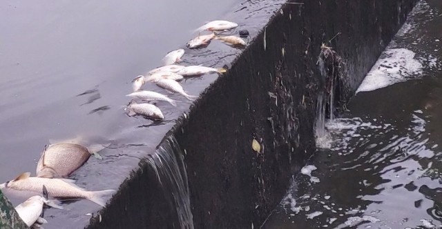 Pływające martwe ryby można było spotkać w okolicy osiedla Budowlanych w Bełchatowie.