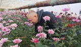 Malbork. Ogrodnicy, handlujący przy cmentarzu i kwiaciarnie potrzebują pomocy