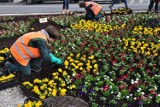 Kwiaty w Warszawie. Ponad 220 tysięcy sadzonek ozdobi miejskie skwery i parki
