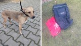 Pies porzucony na działkach ogrodowych  w Lesznie. Ktoś włożył go do plecaka skąd nie mógł się wydostać