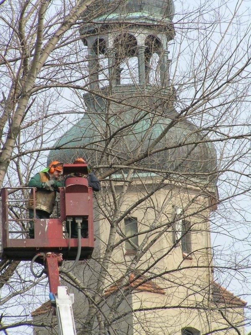 Pracownicy miejscy przycinają gałęzie drzew. W tle kościół...