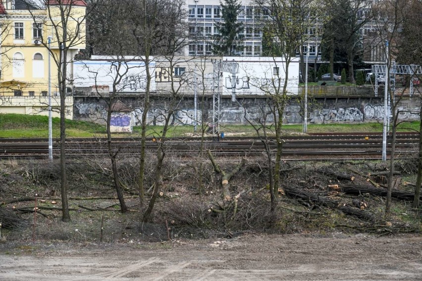 Koalicja ZaZieleń Poznań alarmuje o kolejnej już wycince...