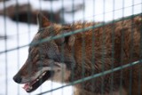 Wilki w kaszubskich lasach - widziano pierwsze osobniki w rejonie Niestępowa