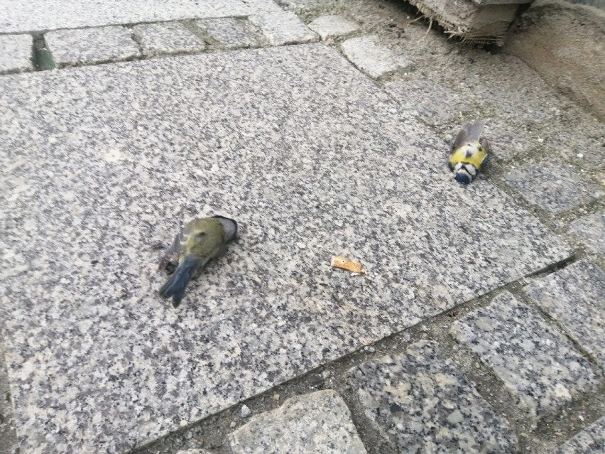 Martwe sikorki w Głogowie. Co się stało z ptakami?
