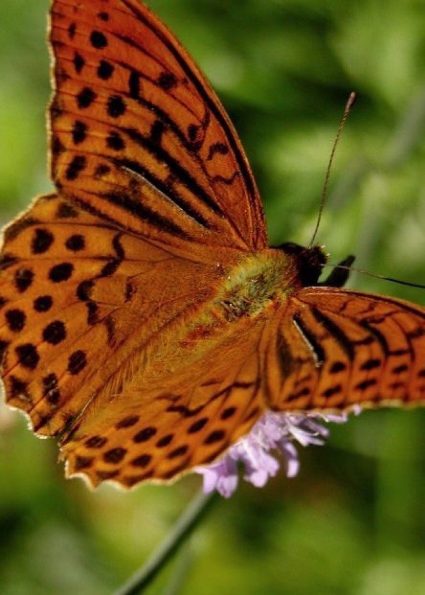 Dostojka malinowiec (Argynnis paphia) - samiec