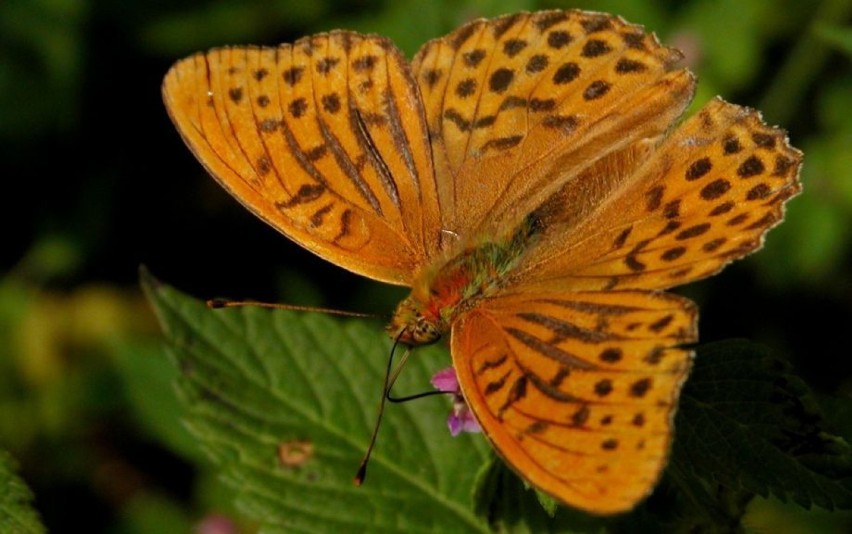 Dostojka malinowiec (Argynnis paphia) - samiec