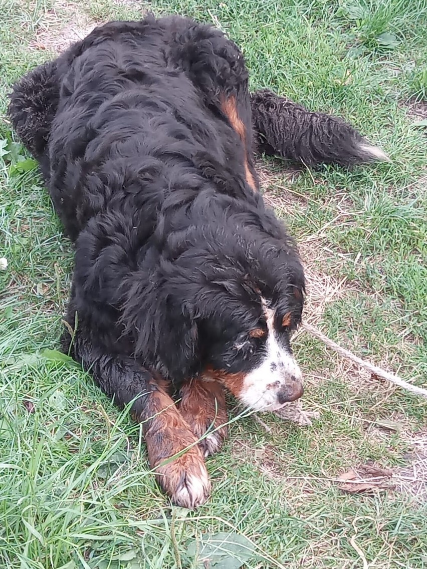 Pies utknął w betonowej rurze. Udana akcja ratunkowa strażaków z Grodźca