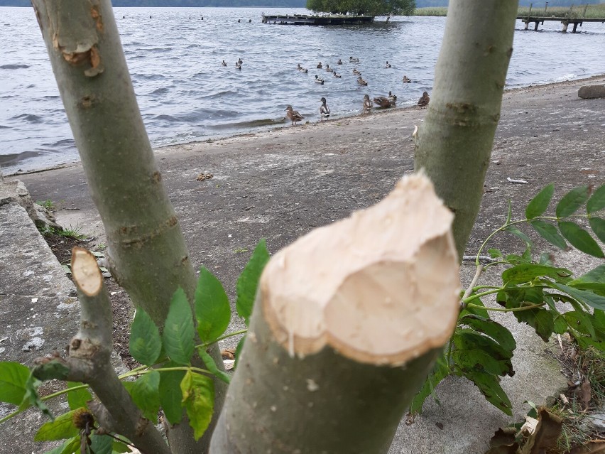 Bobry w parku w Szczecinku! Zaczęły powalać drzewa nad jeziorem Trzesiecko [zdjęcia]