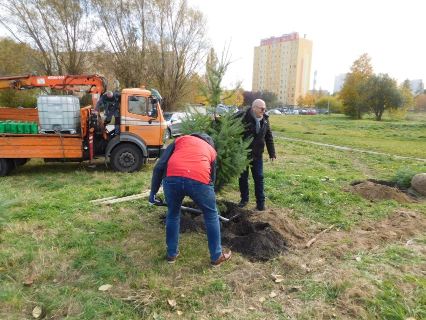 W Wałbrzychu zaczęli sadzenie drzew