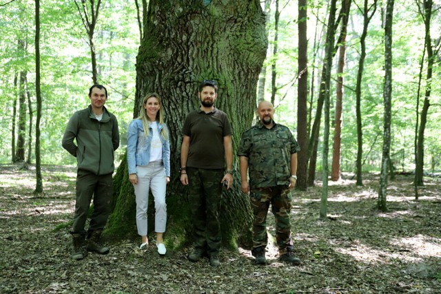 Dęby w Wygodzie mają status pomników przyrody. Ich wiek oceniany jest nawet na 200 lat