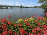 Bujne pelargonie zdobią most nad rzeką Kamienną obok zalewu Pasternik w Starachowicach. Miasto tonie w kwiatach. Zobaczcie film i zdjęcia