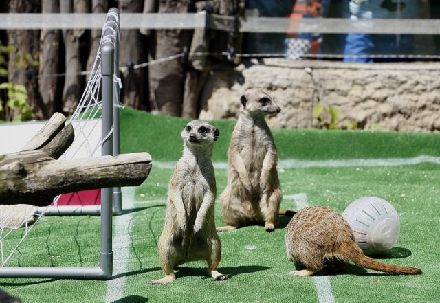 ZOO w Łodzi. Surykatki rozegrały mecz typując wynik rozgrywki Polska-Irlandia