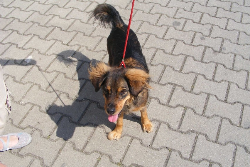 Adoptuj psa z Gołkowic