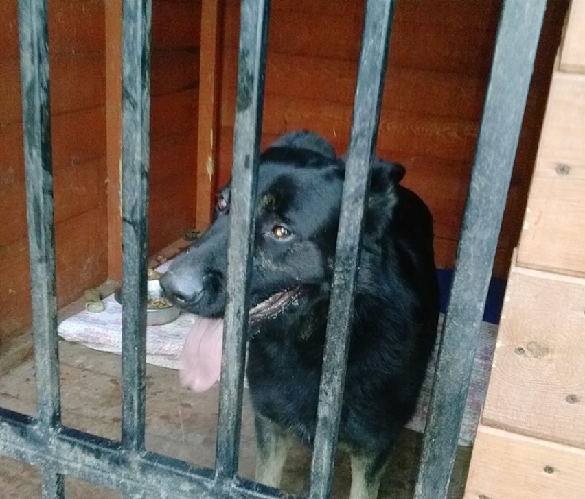 Reks Malbork: Znaleziono dwa psy - w centrum miasta i na "międzytorzu"