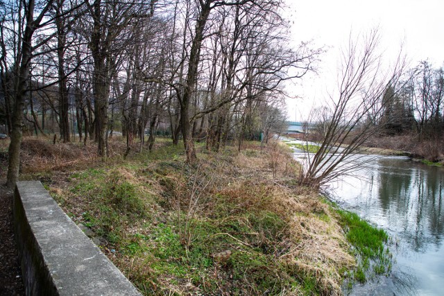 Sad owocowy nad rzeką ma być gotowy jeszcze w tym roku. 

Zobacz kolejne zdjęcia. Przesuwaj zdjęcia w prawo - naciśnij strzałkę lub przycisk NASTĘPNE