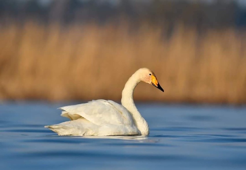 Pleszew. Jeden z najrzadszych gatunków ptaków odwiedził...