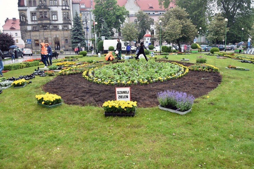 Powstaje dywan kwiatowy na Placu Słowiańskim w Legnicy [ZDJĘCIA]