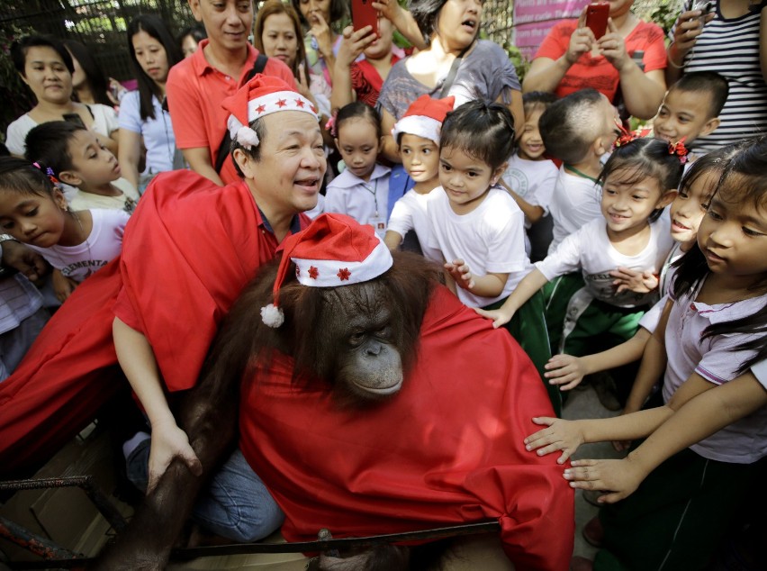 Po co orangutan nosi strój Świętego Mikołaja?[zdjęcia]