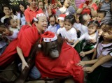 Po co orangutan nosi strój Świętego Mikołaja?[zdjęcia]