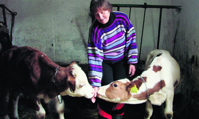 Krystyna Turek z Grojca w swojej stajni ma tylko przebadane zwierzęta. Nie chce brać na siebie odpowiedzialności za czyjeś zdrowie