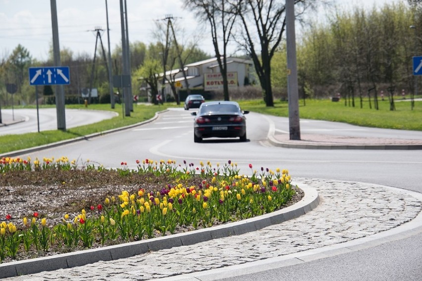 Skierniewice w kwiatach, głównie w tulipanach