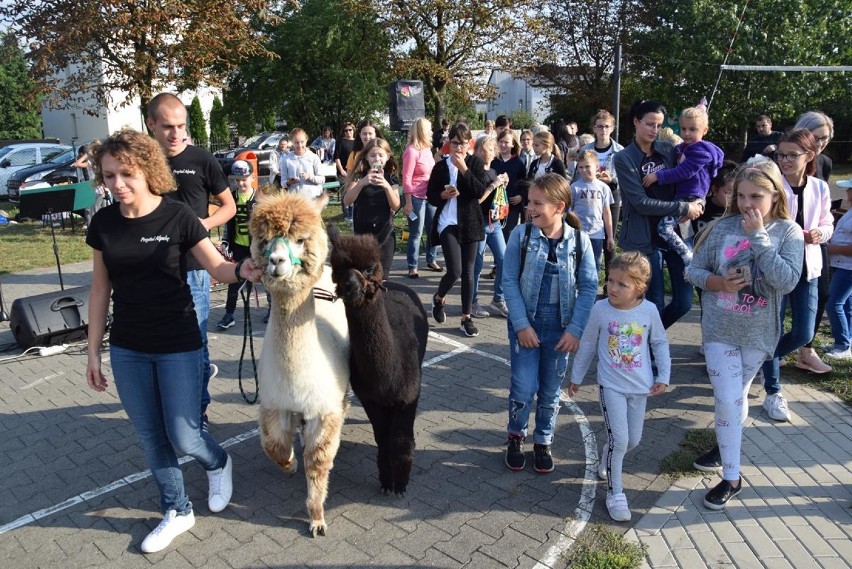 Święto Pieczonego Ziemniaka na Osiedlu Zachodnim [ZDJĘCIA]