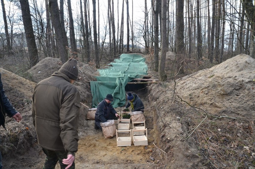 Studenci z Poznania pomogą w odnawianiu naszych lasów. Dziś rozpoczęli akcję sadzenia drzew