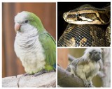Egzotyczne zwierzęta w Kaliszu. Kaliszanie hodują aż 57 różnych gatunków! 