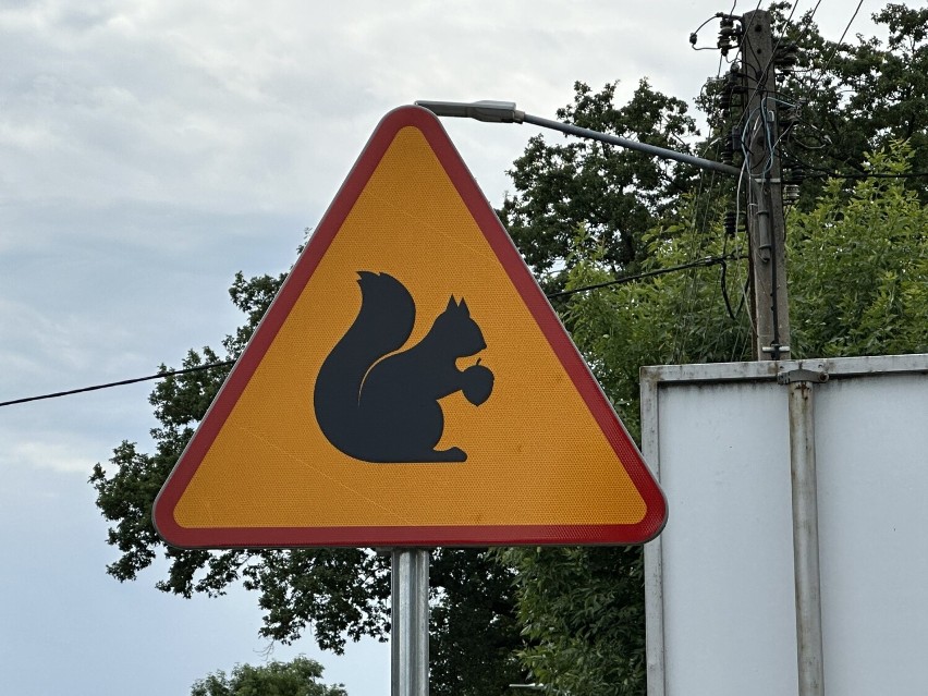 Uważaj na wiewiórki! W gminie Ksawerów szczególnie dba się o zwierzęta VIDEO 