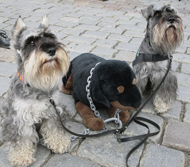 W Poznaniu żyje legalnie ponad 37 tys. psów