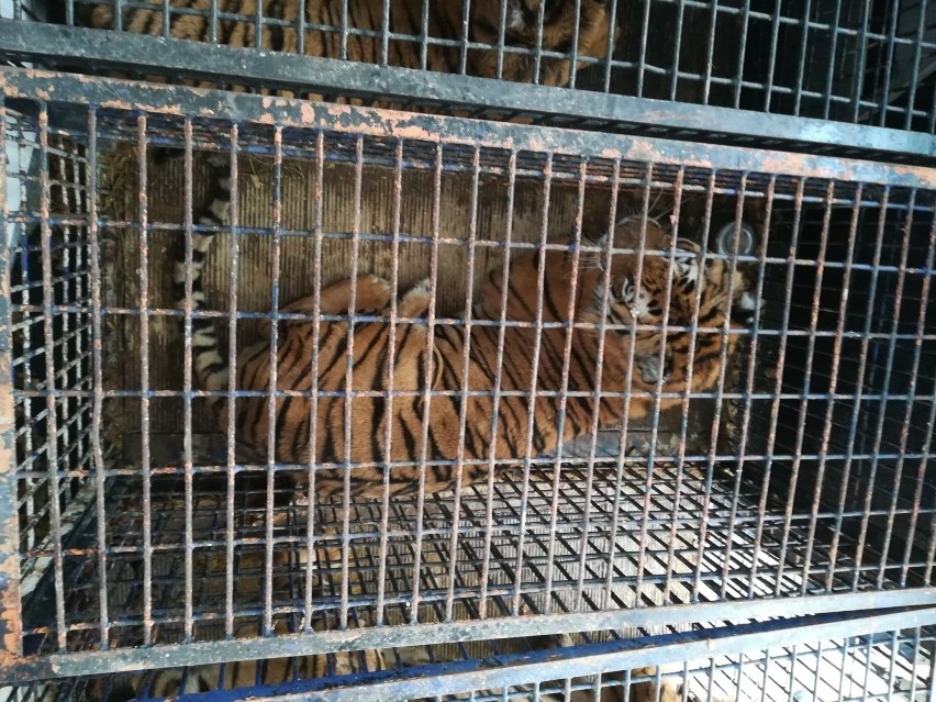 Dwa tygrysy trafiły do zoo Canpol kolo Człuchowa