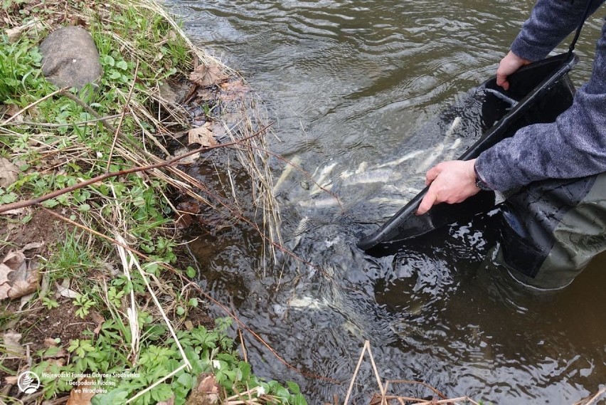 Ponad trzy tony pstrąga trafi do rzek w regionie wałbrzyskim