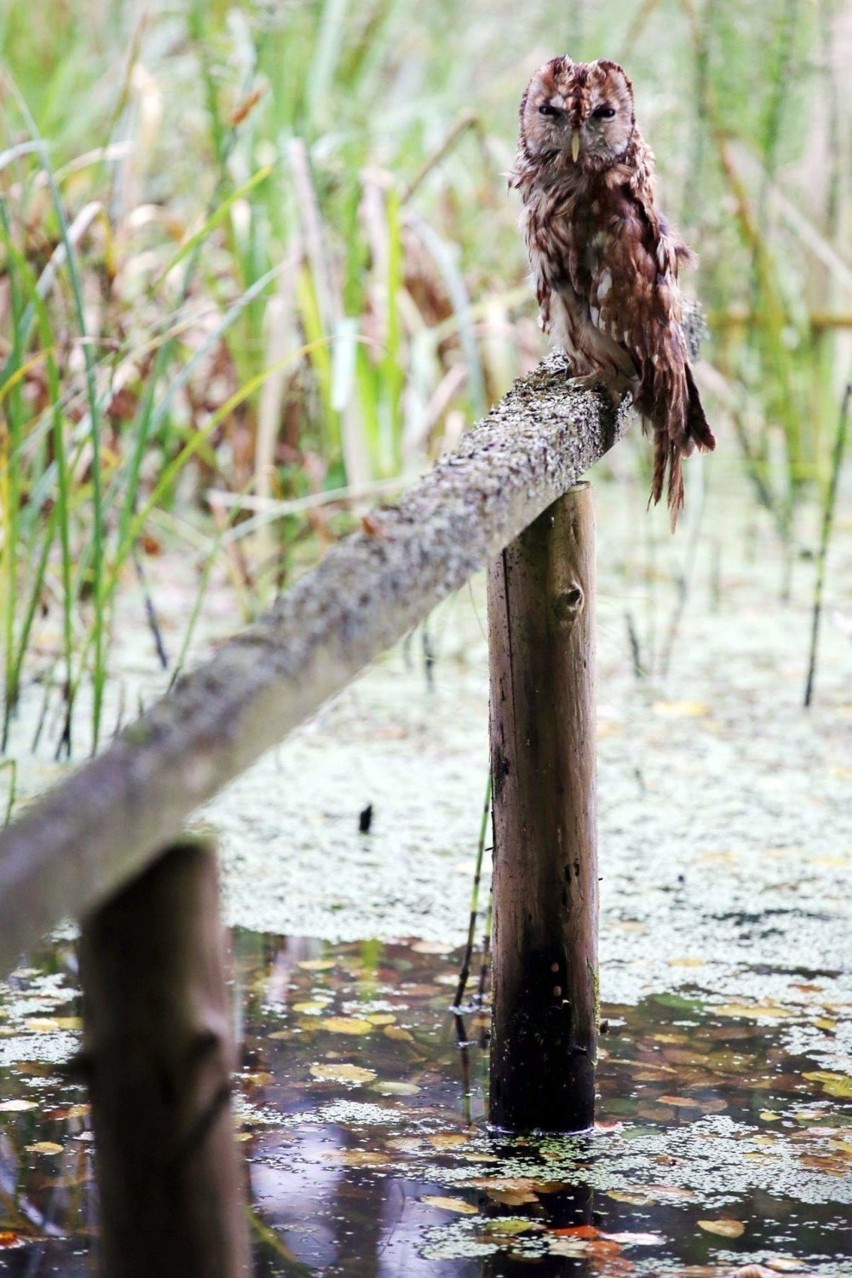 Bushcraft i survival w lasach wokół Słupska i regionu. Sprawdź, gdzie będzie można przenocować