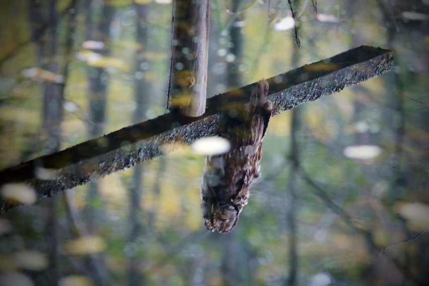 Bushcraft i survival w lasach wokół Słupska i regionu. Sprawdź, gdzie będzie można przenocować
