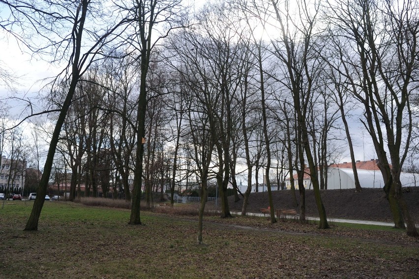 Park przy PWSZ. Do wycinki zaznaczono tam ponad 20 drzew