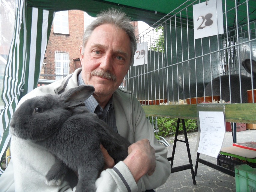 Bogdan Jaworek z królikiem o maści niebieskiej