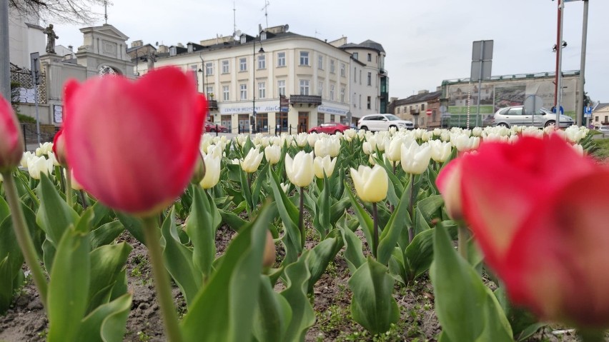 Tulipany zakwitły na placu Kościuszki w Piotrkowie