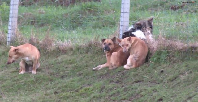 Cztery psy, które wtargnęły na działkę zagryzły około 10 danieli. Zwierzęta nie miały najmniejszych szans, by się bronić i przeżyć.