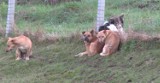 Ryglice. Bezpańskie psy zagryzły daniele w gospodarstwie pod Tarnowem. Policja ustala właścicieli czworonogów