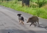 Po Topolnie, Zbrachlinie i okolicy krąży dziwna para. Pies z dzikiem. Wydają się przyjaźnić. Mamy zdjęcia! Uważajcie, wychodzą na drogę!