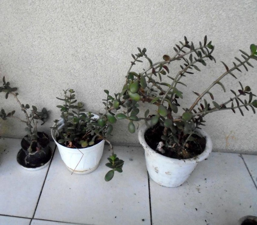 Schronisko dla Bezdomnych Roślin ratuje porzucone rośliny i...