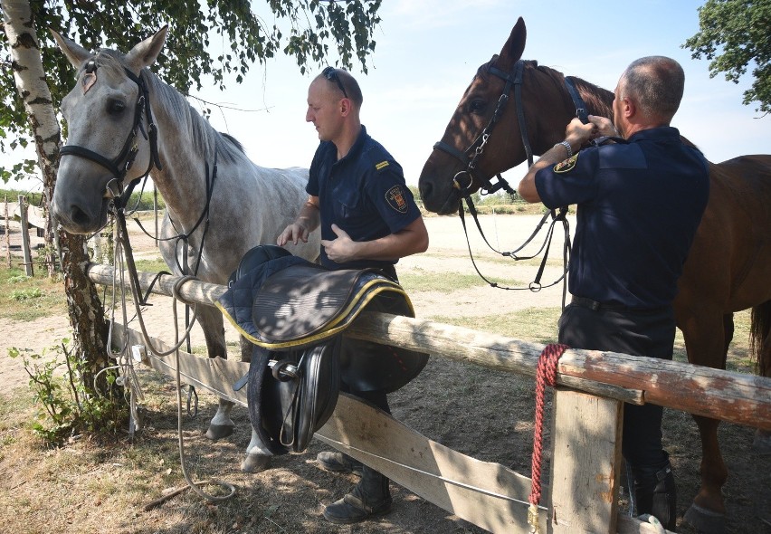 Straż Miejska ocenia pomysł patrolu konnego w rejonie...