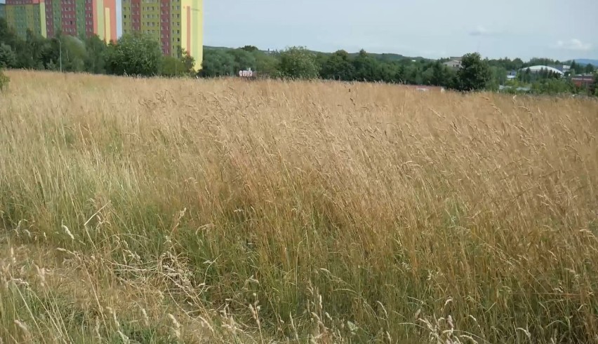 Mieszkańcy Wałbrzycha narzekają, że miasto nie kosi trawy....