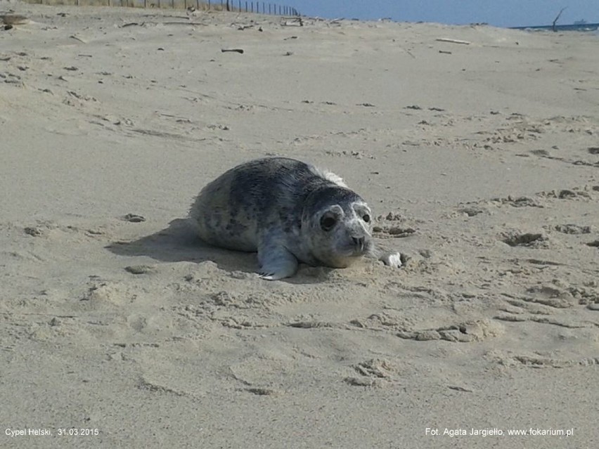 Na brzegu Bałtyku znaleziono dwie foczki. Cypelka i Kuzia czują sie dobrze  [ZDJĘCIA] 