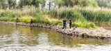 Strażacy: Ryby w zakolach Odry w Lubuskiem w stanie znacznego rozkładu