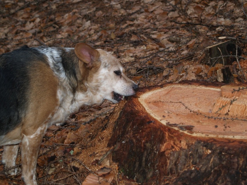 Podczas wyprawy do lasu, Kropeczka sprawdza co jak smakuje.