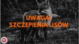 Jesienna akcja szczepienia lisów w powiecie tomaszowskim i opoczyńskim