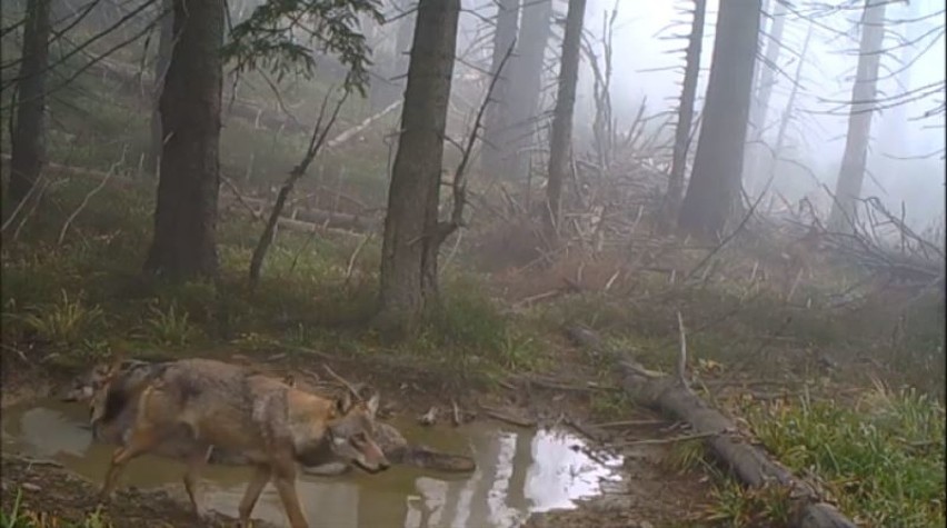 Beskidy: Trzy wilki kąpiące się w kałuży wpadły w wideopułapkę. Film robi furorę w internecie WIDEO