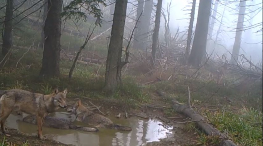 Beskidy: Trzy wilki kąpiące się w kałuży wpadły w wideopułapkę. Film robi furorę w internecie WIDEO