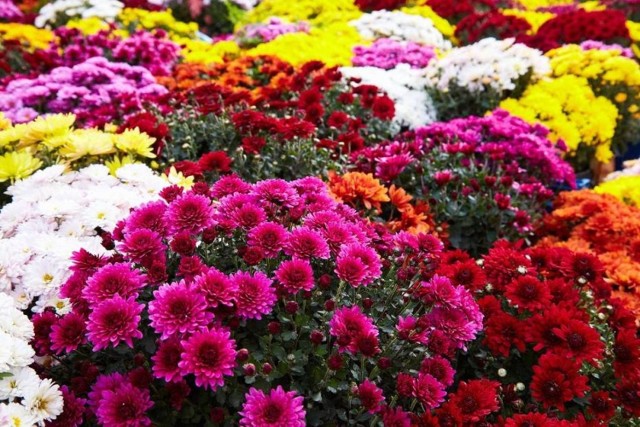Prezydent Inowrocławia podjął decyzję o anulowaniu opłaty za zajęcie miejsca dla sprzedawców kwiatów i zniczy